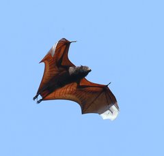Pteropus vampyrus