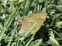 Electrostrymon denarius
