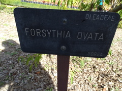 Forsythia ovata