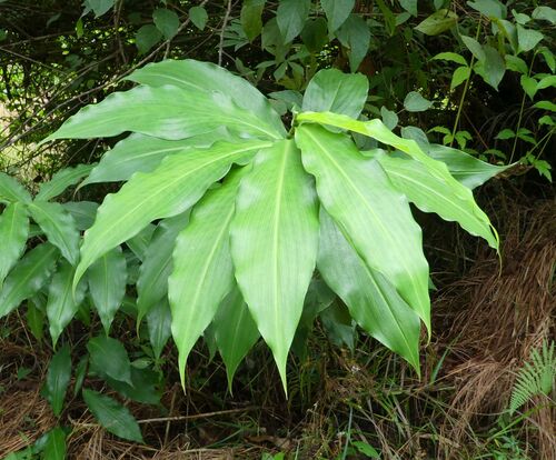 Costus dubius