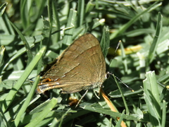 Electrostrymon denarius
