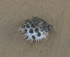 Dicotylichthys punctulatus