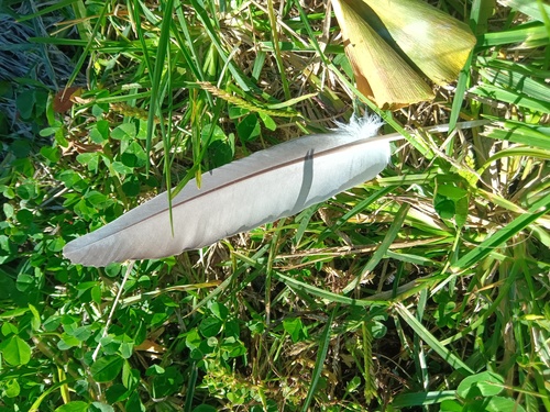 Feral Pigeon photographed in Indiana