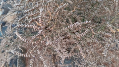 Limonium companyonis