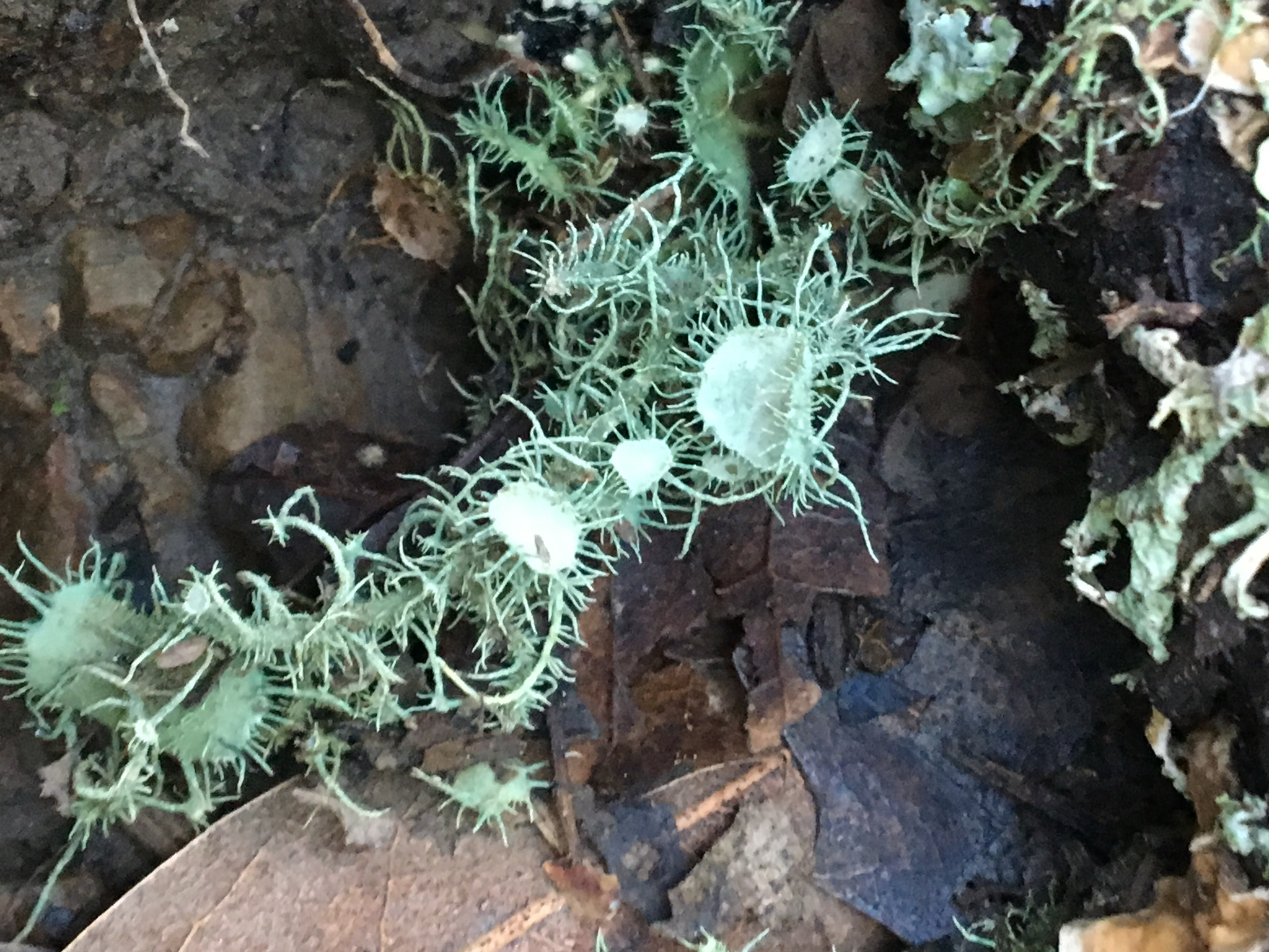 Usnea image