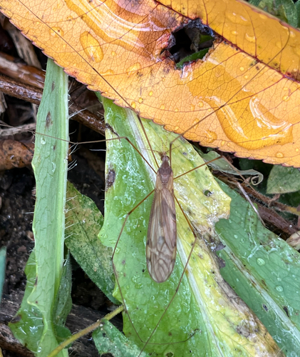 Unknown species found near W Third Ave, Runnemede, NJ, US