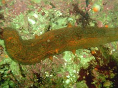 Apostichopus parvimensis