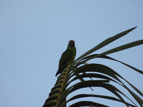 Dusky-headed Parakeet