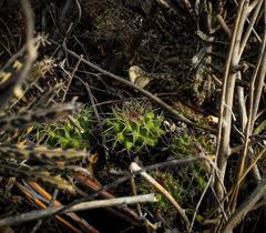 Mammillaria compressa compressa