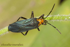 Oncopeltus luctuosus