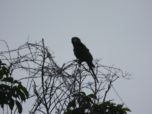 Chestnut-fronted Macaw
