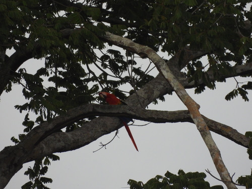 Scarlet Macaw