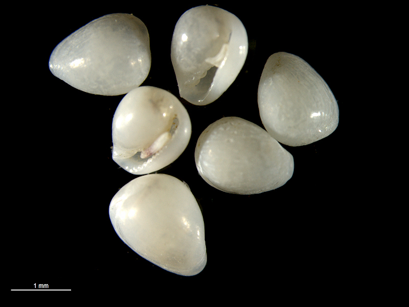 Granulina boucheti
