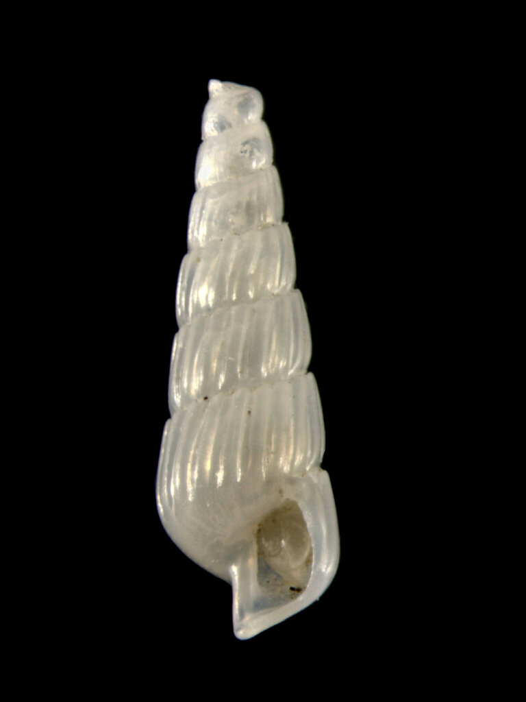 Turbonilla pusilla