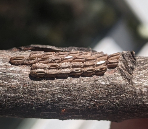 Spotted Lanternfly, photo 10 of 10