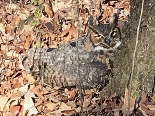 Great Horned Owl photographed in Tennessee