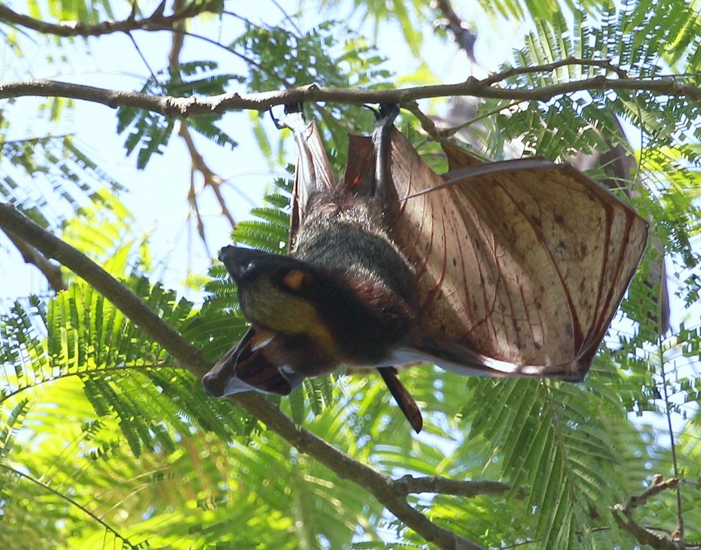 Golden-capped Fruit Bat (Acerodon jubatus) · iNaturalist United Kingdom