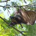 Golden-capped Fruit Bat - Photo (c) Carmelo López Abad, some rights reserved (CC BY-NC), uploaded by Carmelo López Abad
