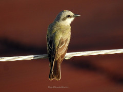 Tyrannus melancholicus