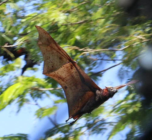 フィリピンオオコウモリ (Acerodon jubatus) · iNaturalist