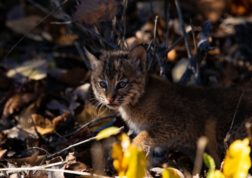 Bobcat photographed in Ohio