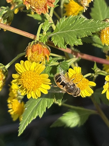Unknown species found near Rutgers University, New Brunswick, NJ, US