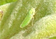 Graphocephala cythura