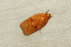 Agonopterix robiniella