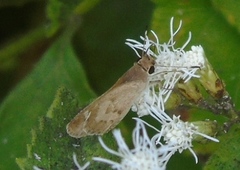 Callimormus saturnus