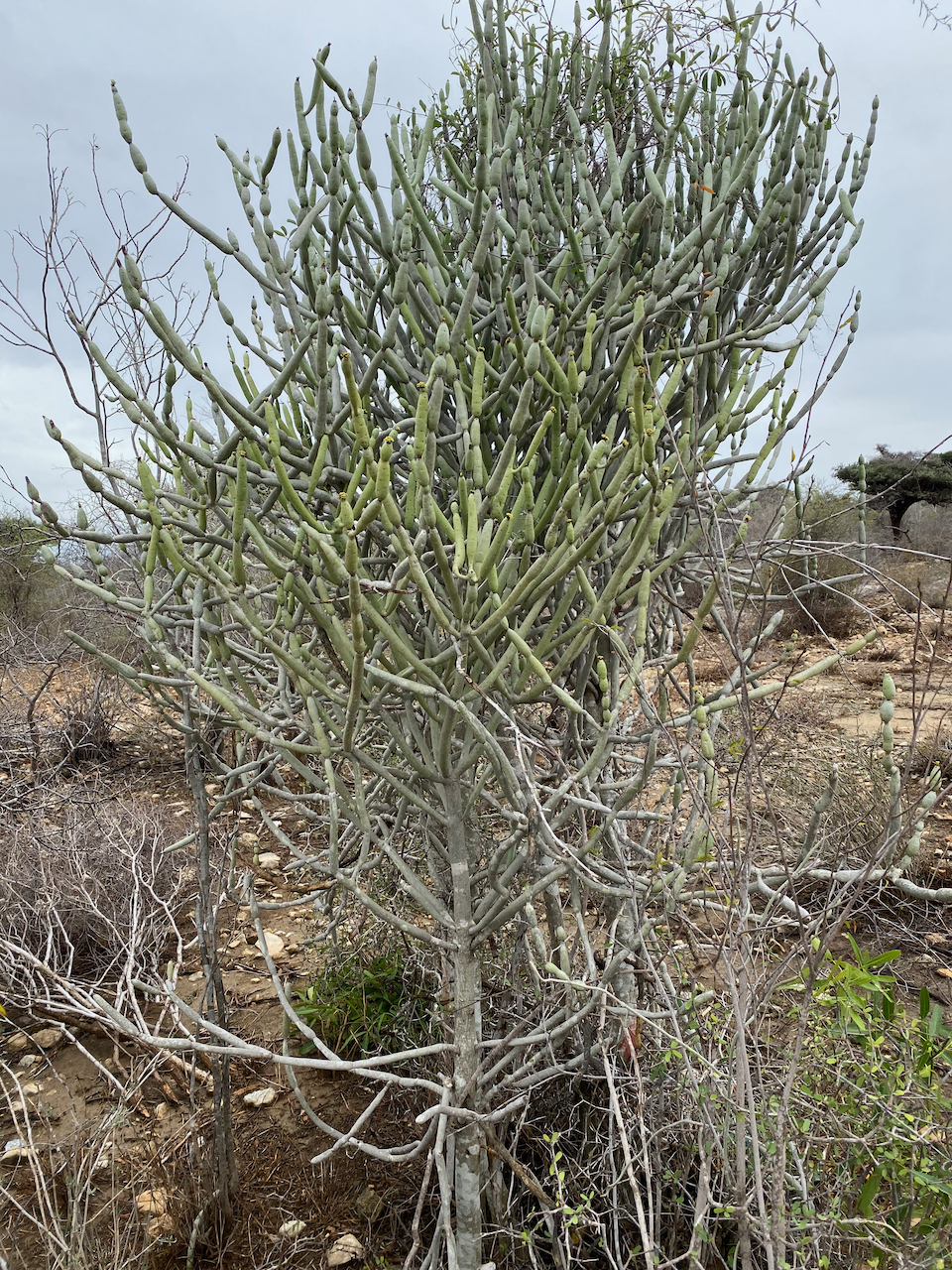 euphorbia-alluaudii-drake