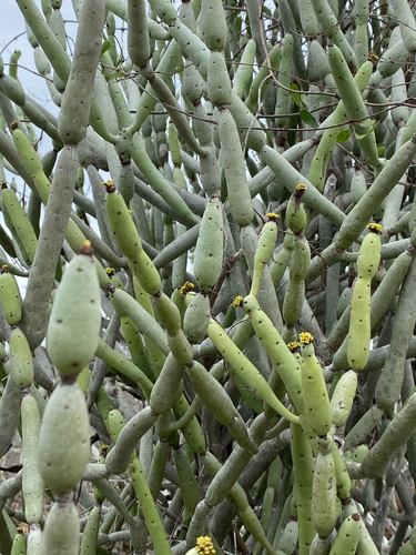Euphorbia alluaudii ssp. oncoclada