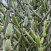 Euphorbia alluaudii oncoclada - Photo (c) Bitty A. Roy, some rights reserved (CC BY-NC), uploaded by Bitty A. Roy