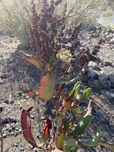 Pawale (Rumex giganteus)