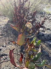 Rumex giganteus, photograph (c) Cricket Raspet, some rights reserved (CC BY)