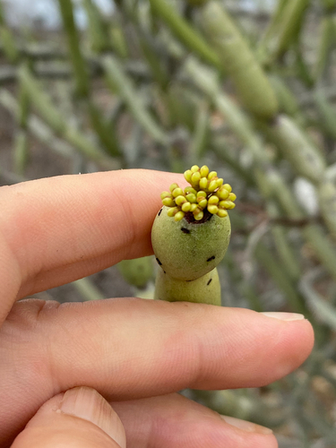 Euphorbia alluaudii image