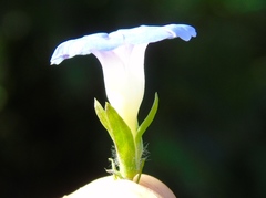 Ipomoea meyeri