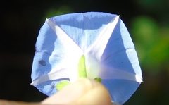 Ipomoea meyeri