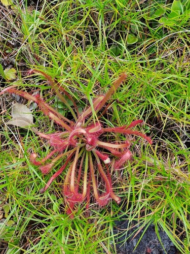 Drosera villosa A.St.-Hil. 2