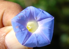 Ipomoea meyeri