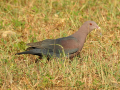 Patagioenas flavirostris