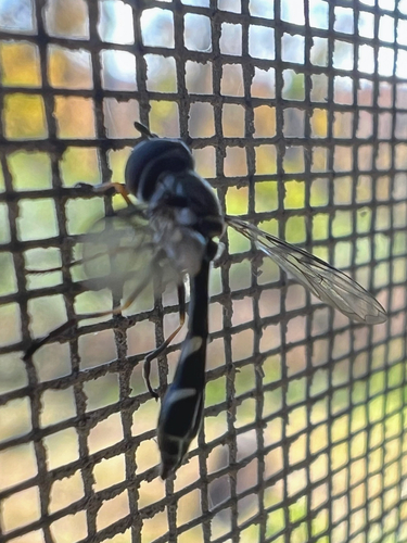 Unknown species found near Marango Dr, Rogers, AR, US