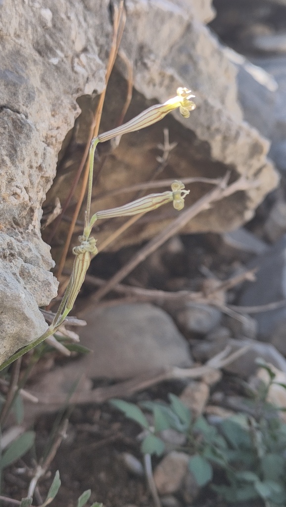 Silene chirensis