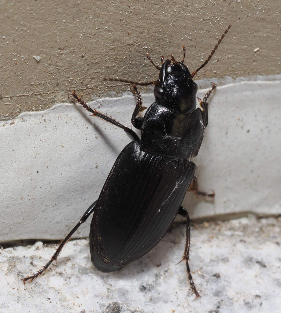 Anisodactylus similis