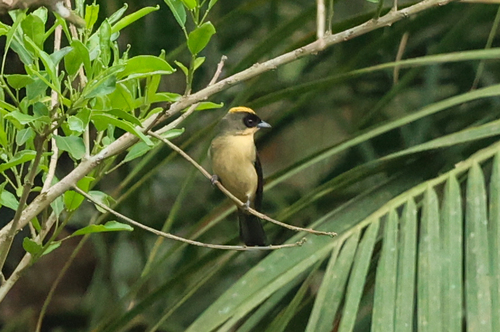 Black-goggled Tanager (Trichothraupis melanops), photo 6