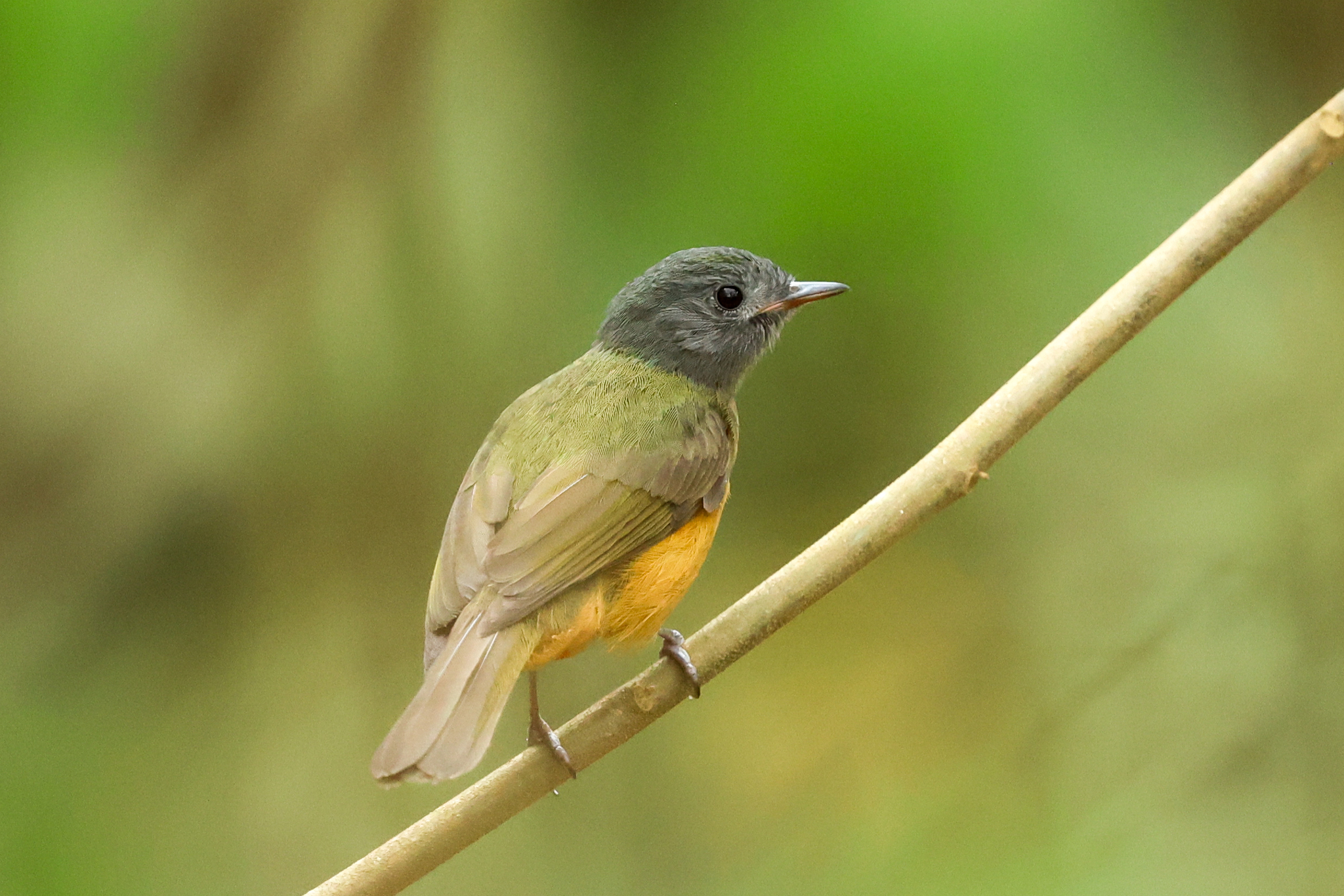 Grey-hooded Flycatcher (Mionectes rufiventris)
