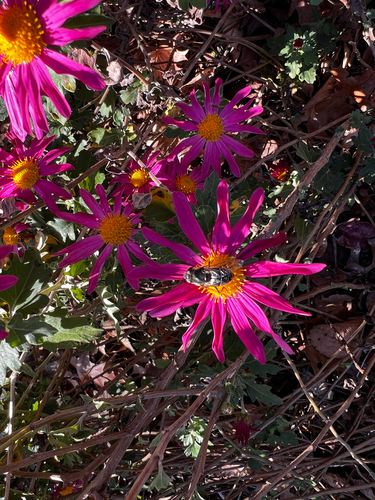 Unknown species found near Sixth St N, Arlington, VA, US