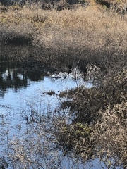 Gallinula galeata