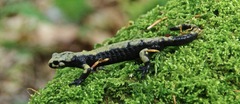 Salamandra atra aurorae
