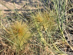 Spinifex longifolius