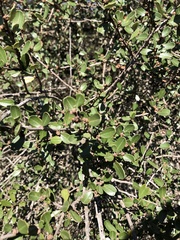 Ceanothus megacarpus